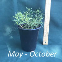 Narrow Leaf Mountain Mint in a 4x5 in. (32 fl. oz.) nursery container from May through October 