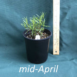 Narrow Leaf Mountain Mint in a 4x5 in. (32 fl. oz.) nursery container in mid-April