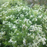 Pycnanthemum tenuifolium in flower during August