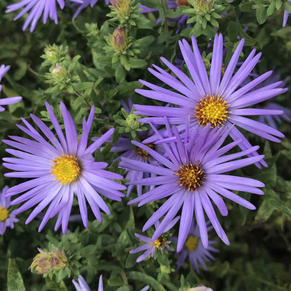 Close up of purple-blue flowers on a Raydon’s Favorite Aster plant
