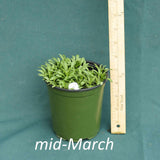 Raydon’s Favorite Aster in a 4 x 5 in. (32 fl. oz.) nursery container in mid-March