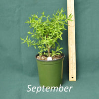 Raydon’s Favorite Aster in a 4 x 5 in. (32 fl. oz.) nursery container during September