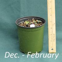Rudbeckia Herbstsonne in a 4 x 5 in. (32 fl. oz.) nursery container from December through February