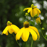 Pollinators gathering around the central green headed cone of Rudbeckia Herbstsonne