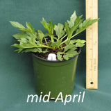 Rudbeckia Herbstsonne in a 4 x 5 in. (32 fl. oz.) nursery container in mid-April 