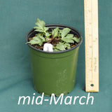 Rudbeckia Herbstsonne in a 4 x 5 in. (32 fl. oz.) nursery container in mid-March