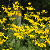 Autumn Sun Coneflower covered with yellow daisy-like flowers