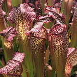 Sarracenia ‘Night Sky’ plant growing in a bog and displaying multiple pitchers