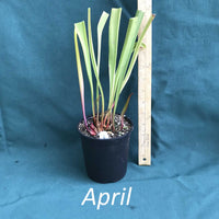 Sarracenia ‘Night Sky’ Pitcher Plant in a 4 x 5 in. (32 fl. oz.) nursery container during the month of April