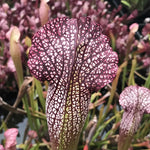 Sarracenia ‘Night Sky’ plant with red and white veined leaves