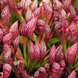 Sarracenia ‘Scarlet Belle’ plant with red and white veined leaves