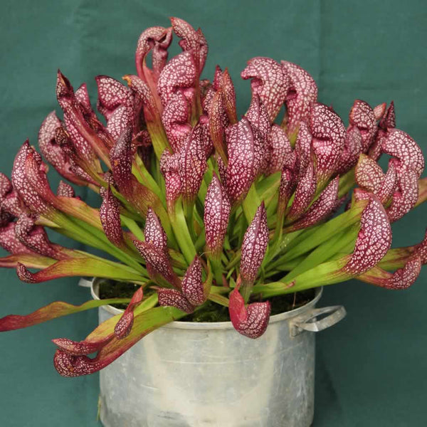 A mature 3 year old Sarracenia ‘Scarlet Belle’ plant growing in an old aluminum pot