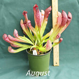 Scarlet Belle Pitcher Plant in a 4 x 5 in. (32 fl. oz.) nursery container during the month of August