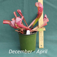 Scarlet Belle Pitcher Plant in a 4 x 5 in. (32 fl. oz.) nursery container from January through April