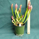 Scarlet Belle Pitcher Plant in a 4 x 5 in. (32 fl. oz.) nursery container during the month of June
