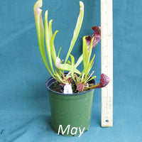 Scarlet Belle Pitcher Plant in a 4 x 5 in. (32 fl. oz.) nursery container as new leaves emerge in May
