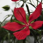 The large scarlet flowers of Hibiscus coccineus are around six inches wide