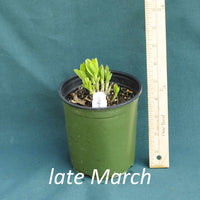 Screamin’ Yellow False Indigo in a 4 x 5 in. (32 fl. oz.) nursery container as it starts to emerge in late March