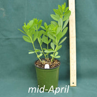 Screamin’ Yellow False Indigo in a 4 x 5 in. (32 fl. oz.) nursery container in mid-April