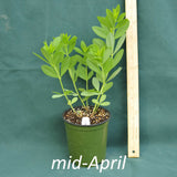 Screamin’ Yellow False Indigo in a 4 x 5 in. (32 fl. oz.) nursery container in mid-April