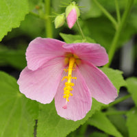 Seashore Mallow with its light pink flowers blooming in mid-summer