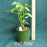 Seashore Mallow in a 4 x 5 in. (32 fl. oz.) nursery container in mid-May