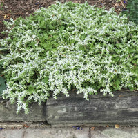 Woodland Stonecrop (Sedum ternatum) growing beside a path