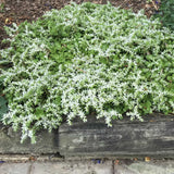 Woodland Stonecrop (Sedum ternatum) growing beside a path