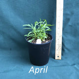 Narrow leaf white topped Aster in a 4 x 5 in. (32 fl. oz.) nursery container in April