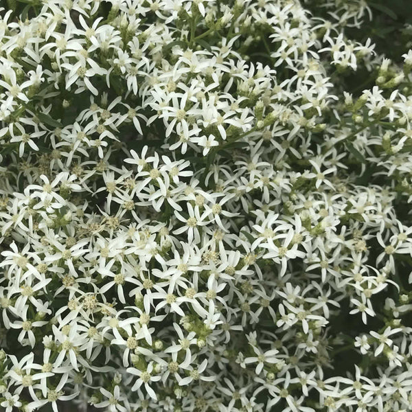 Close up of the starry white flowers of Sericocarpus linifolius