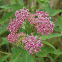 Close up of the pink-purple flowers of swamp milkweed