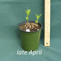 Swamp milkweed in a 4 x 5 in. (32 fl. oz.) nursery container as it starts to emerge in late April