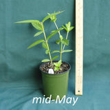 Asclepias incarnata in a 4 x 5 in. (32 fl. oz.) nursery container in mid-May