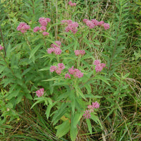 Asclepias incarnata variety pulchra growing wild along a roadside in Alamance County, NC