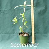 Swamp Milkweed in a 4 x 5 in. (32 fl. oz.) nursery container during the month of September 