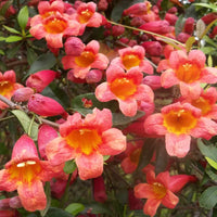 Bignonia ‘Tangerine Beauty’ flowers are trumpet shaped and are yellow on the inside