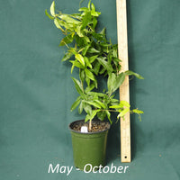 Tangerine Beauty Crossvine in a 4 x 5 in. (32 fl. oz.) nursery container from May through October