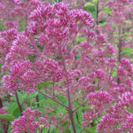 Flower clusters of Three Nerved Joe Pye Weed are made up of hundreds of small pink-purple flowers