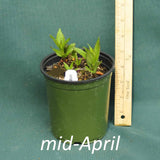 Three Nerved Joe Pye Weed in a 4 x 5 in. (32 fl. oz.) nursery container in mid-April