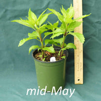 Three Nerved Joe Pye Weed in a 4 x 5 in. (32 fl. oz.) nursery container in mid-May