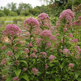 Three Nerved Joe Pye Weed showing its compact habit and sturdy stems