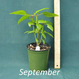 Three Nerved Joe Pye Weed in a 4 x 5 in. (32 fl. oz.) nursery container during September