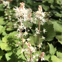 The starry white flowers of Tiarella wherryi (foamflower) during the month of April