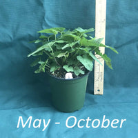 Tiarella wherryi in a 4x5 in. (32 fl. oz.) nursery container from May through October