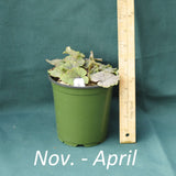 Tiarella wherryi in a 4x5 in. (32 fl. oz.) nursery container from November through April
