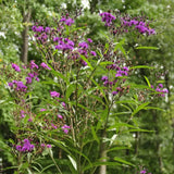 Vernonia 'Purple Pillar' showing its upright habit and dark purple flowers