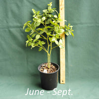 Baptisia ‘Whisperin’ Yellow in a 4 x 5 in. (32 fl. oz.) nursery container from June through September