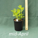 Whisperin’ Yellow False Indigo in a 4 x 5 in. (32 fl. oz.) nursery container in mid-April