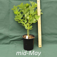 Whisperin’ Yellow False Indigo in a 4 x 5 in. (32 fl. oz.) nursery container in mid-May