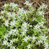 Close up of the starry white flowers of Sedum ternatum